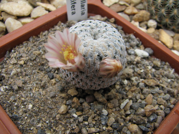 pectinifera - Mammillaria