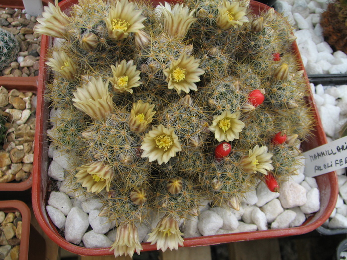 prolifera - Mammillaria