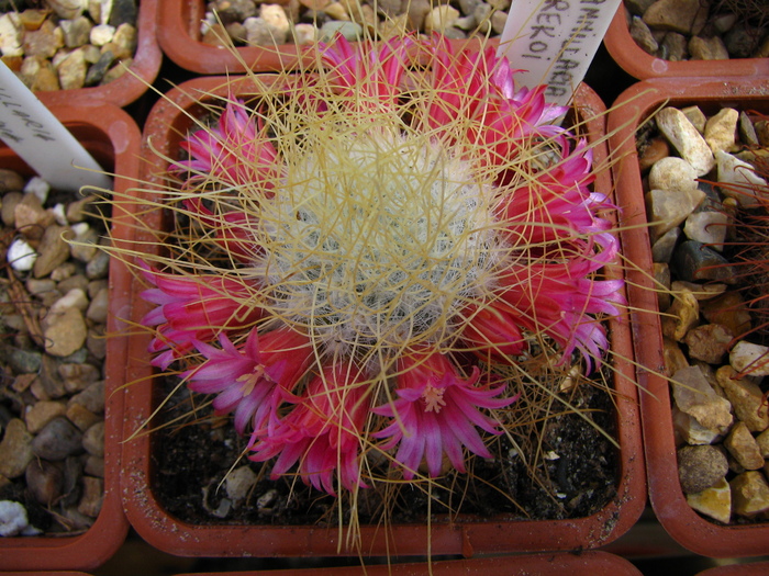 rekoi (1) - Mammillaria