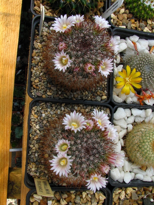 schelhasii (3) - Mammillaria