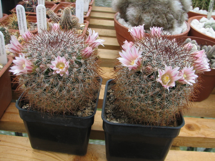 schelhasii - Mammillaria