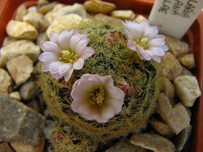 schiedeana v.giselae (1) - Mammillaria