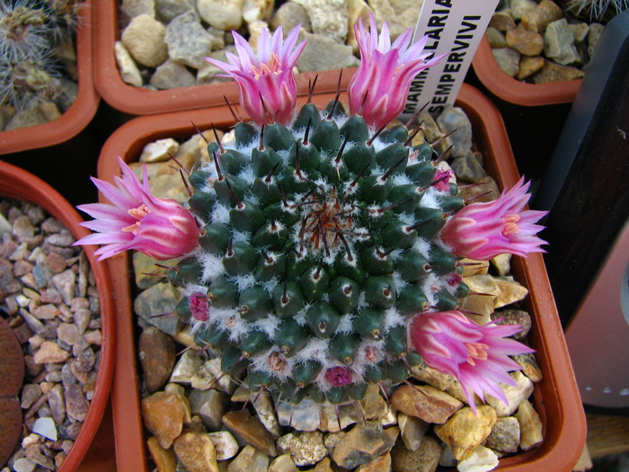 sempervivi - Mammillaria