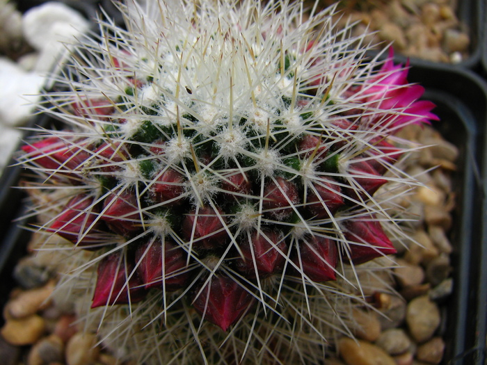 spinosissima (1) - Mammillaria