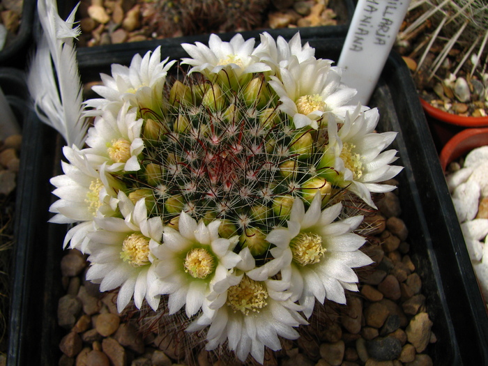 zeilmaniana flori albe (1) - Mammillaria zeilmaniana