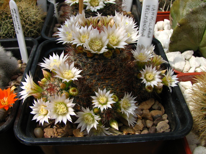 zeilmaniana flori albe (2) - Mammillaria zeilmaniana