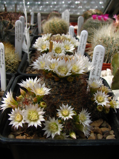 zeilmaniana flori albe (3) - Mammillaria zeilmaniana