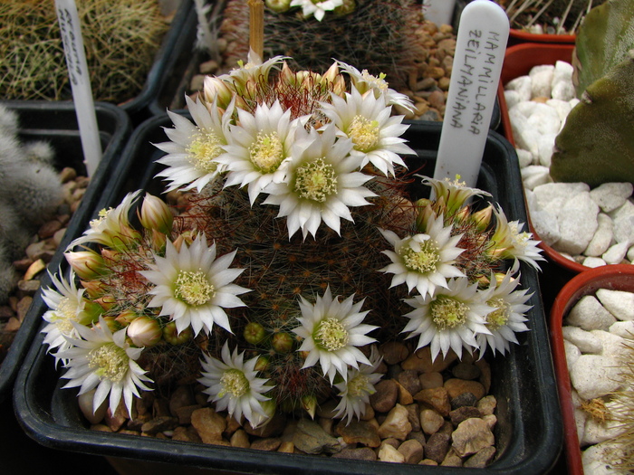 zeilmaniana flori albe (4) - Mammillaria zeilmaniana