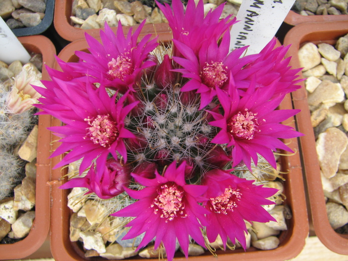 zeilmaniana flori roz (3) - Mammillaria zeilmaniana