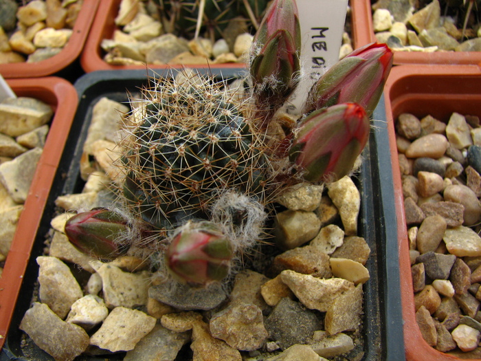 grandiflora (1) - Mediolobivia