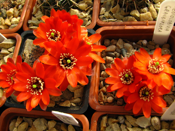 grandiflora (3) - Mediolobivia
