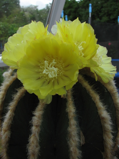 magnificus (4) - Notocactus