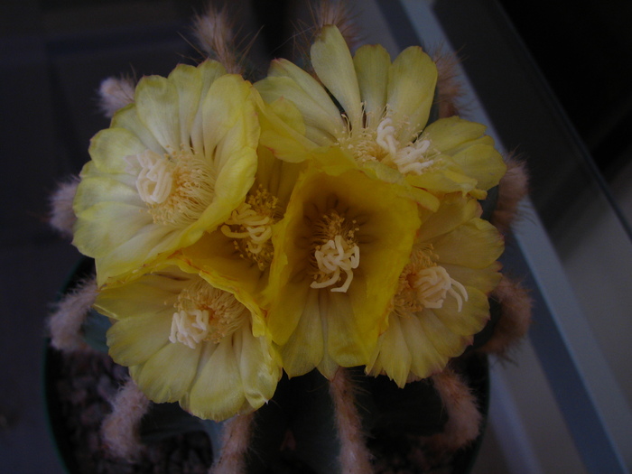 magnificus - Notocactus