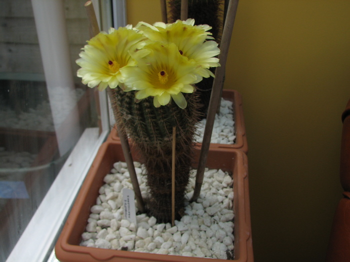 mammulosus (1) - Notocactus