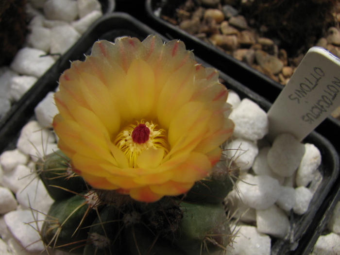 ottonis (3) - Notocactus