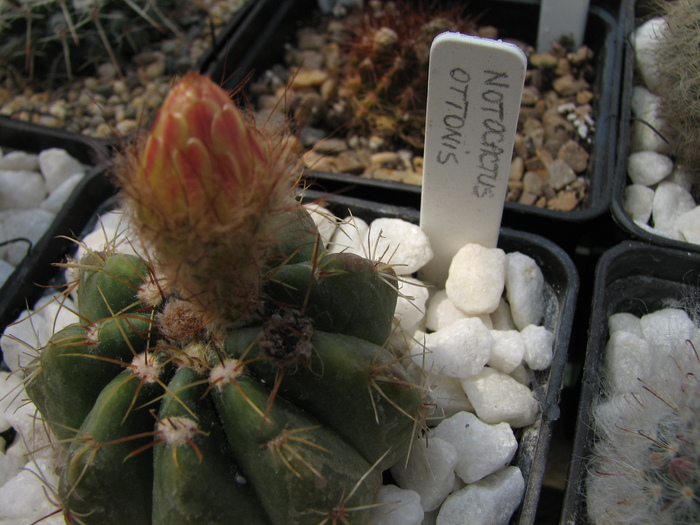 ottonis - Notocactus