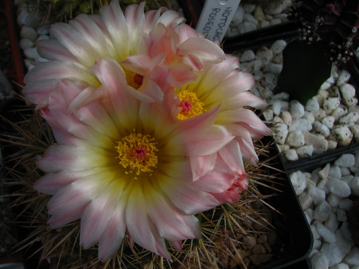 roseoluteus - Notocactus