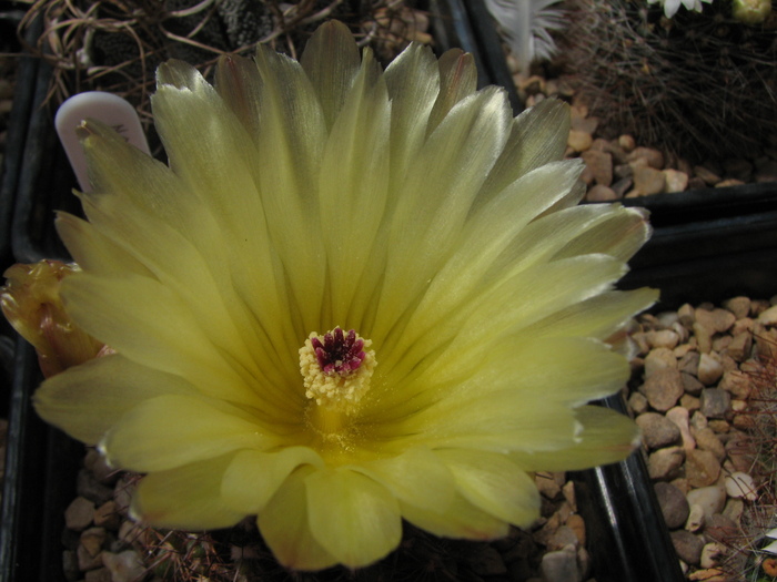 submammulosus (3) - Notocactus