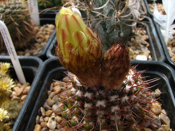 submammulosus - Notocactus