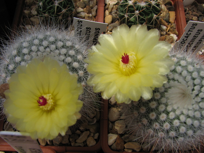 succineus albispinus (1) - Notocactus