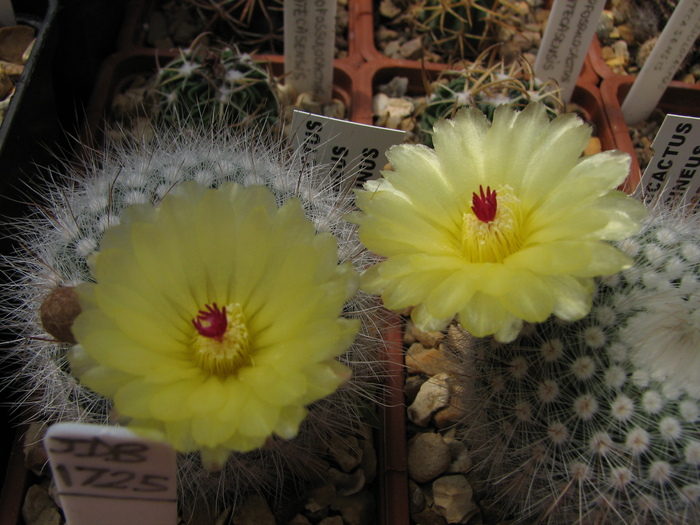 succineus albispinus (2) - Notocactus