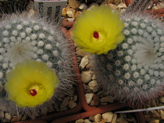 succineus albispinus - Notocactus