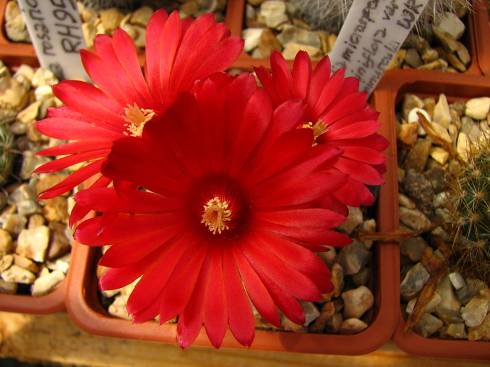 microsperma sanguiniflora minuscula (1) - Parodia