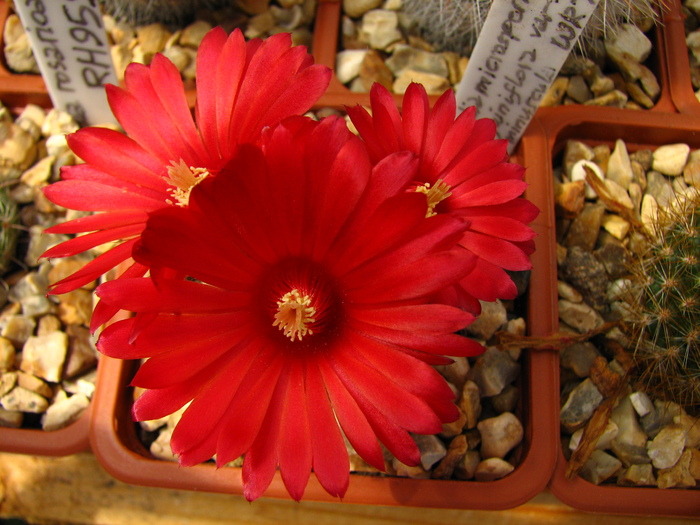 microsperma sanguiniflora minuscula (2) - Parodia