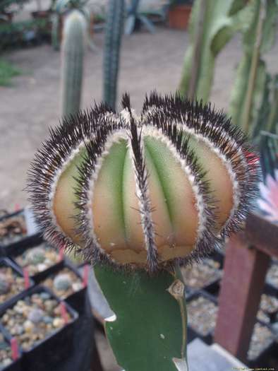 10_sept08_0091 - Cactusi