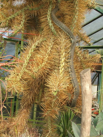 a_kigyot_amely_felmaszott_a_cylindropuntia_tunicatara_ - Cactusi