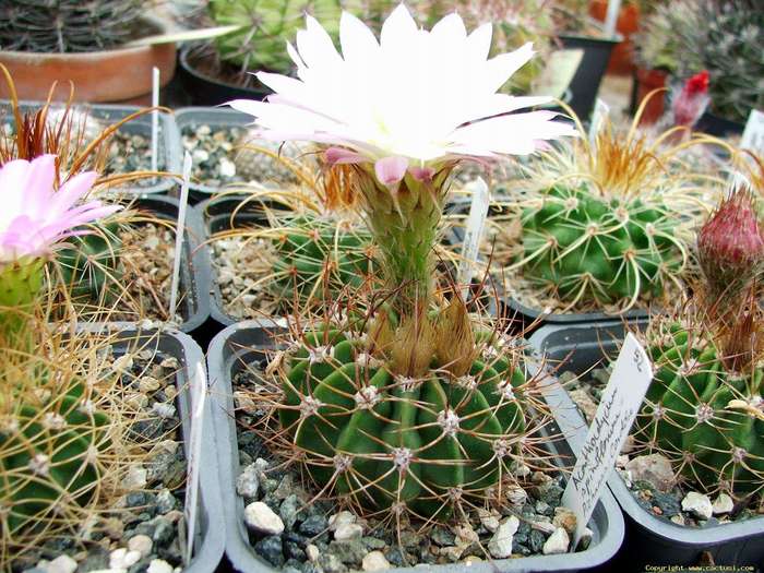 acanthocalycium_spiniflorum_pichanas