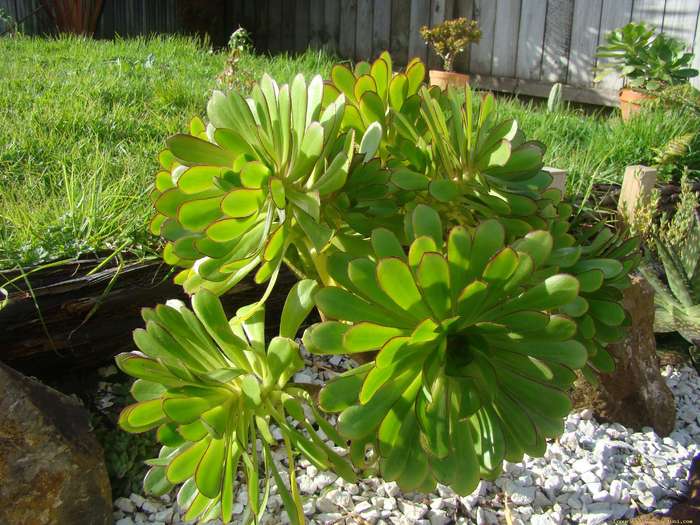 aeonium_arboreum_f__atropurpureum_3 - Cactusi