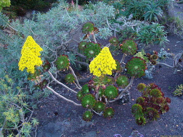 aeonium_arboreum_fma__atropurpureum_1