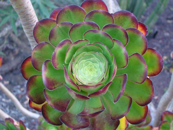 aeonium_arboreum_fma__atropurpureum_5 - Cactusi