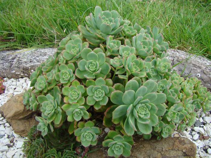 aeonium_haworthii_6