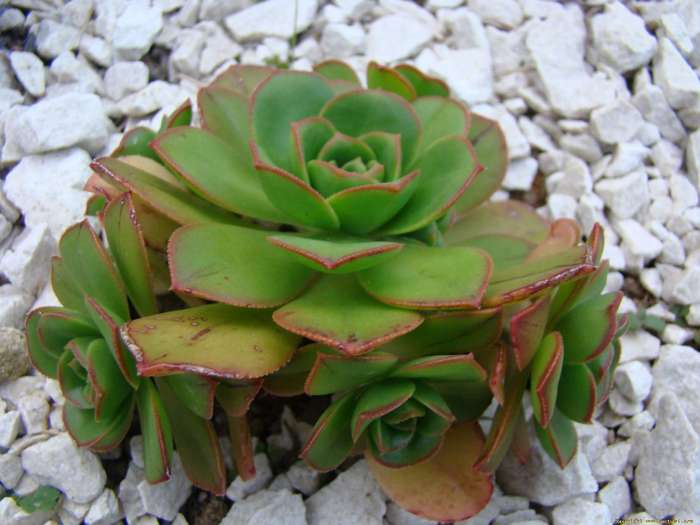 aeonium_haworthii_rangitoto_1