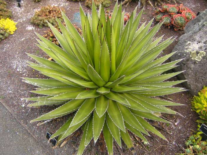 agave_kerchovei1