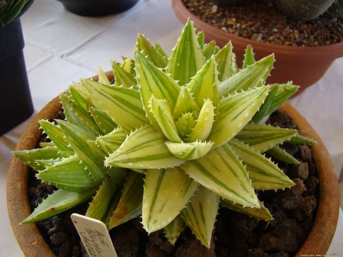 aloe_brevifolia_fma__variegata - Cactusi