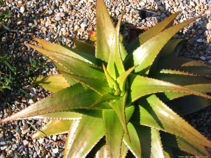 aloe_glauca_11