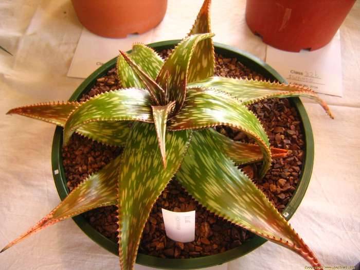 aloe_hemmingii_mcc - Cactusi