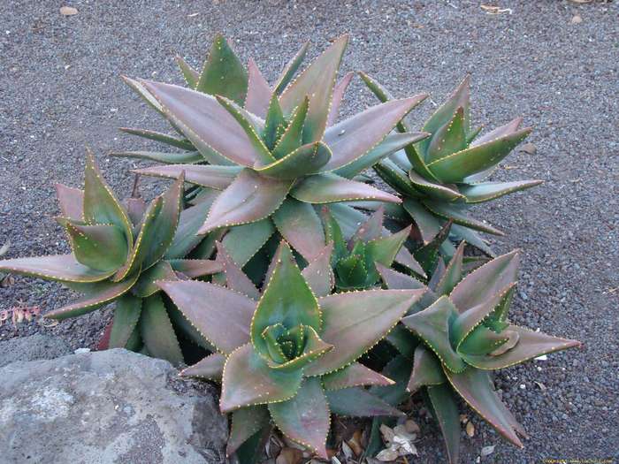 aloe_mitriformis_2