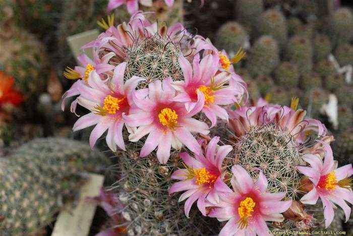 as_mammillaria_hutchisoniana1