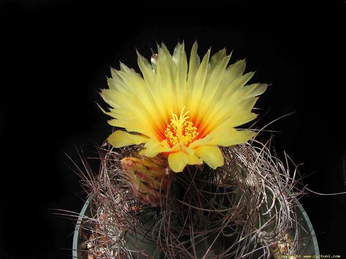 astrophytum_capricorne_080530