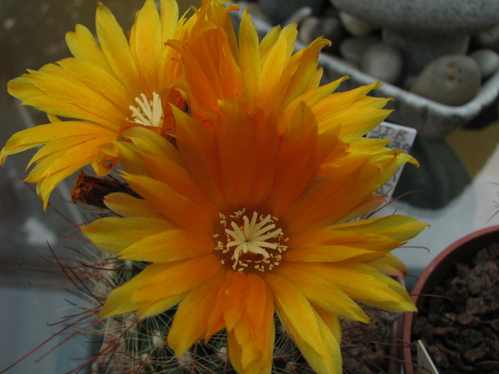 microsperma v.macrancista (2)