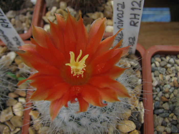 nivosa v.nivosa - Parodia