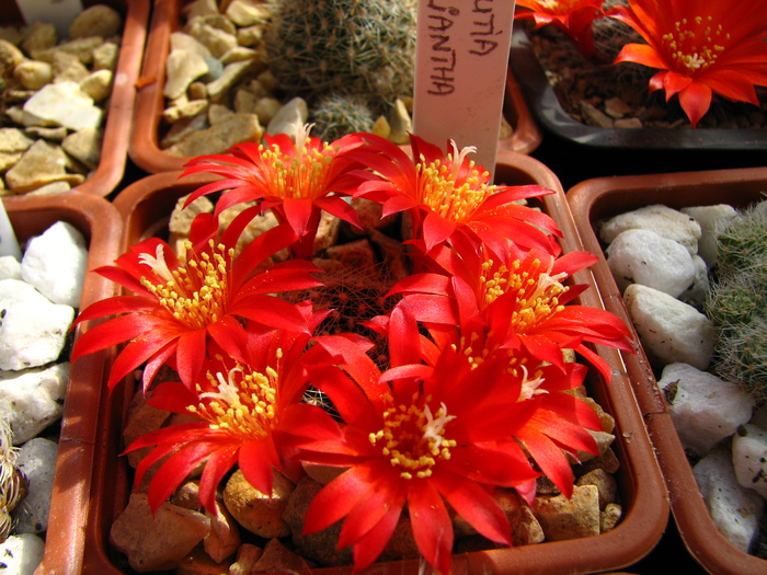 calliantha (2) - Rebutia