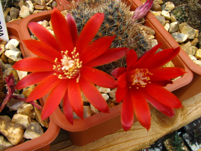 calliantha (3) - Rebutia