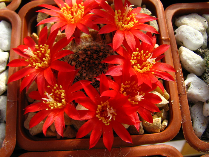 calliantha - Rebutia