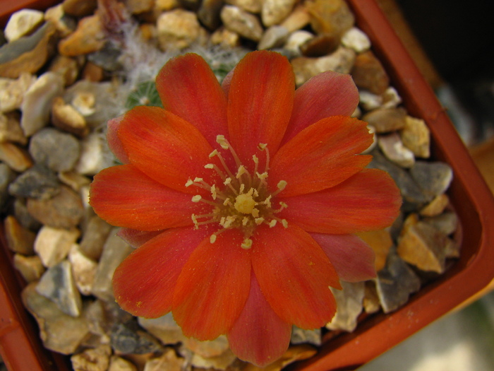 deminuta kupperiana (1) - Rebutia