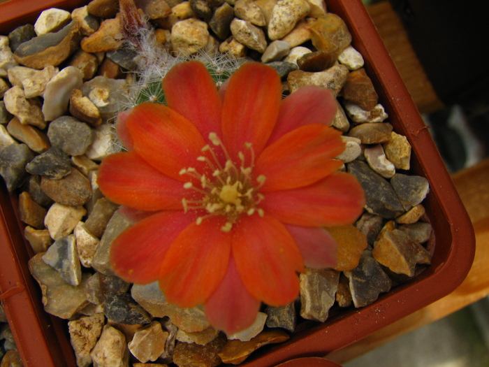 deminuta kupperiana - Rebutia